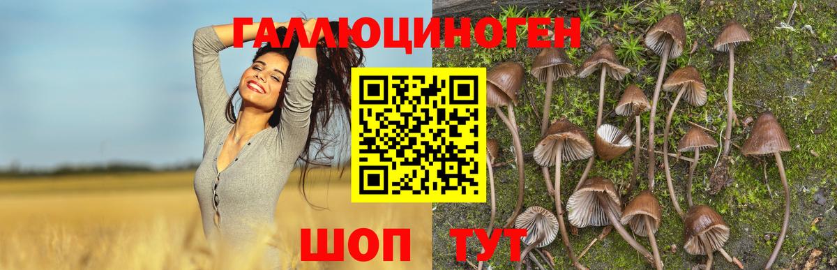 Псилоцибиновые грибы Psilocybe  Вход с VPN  Красноуфимск 